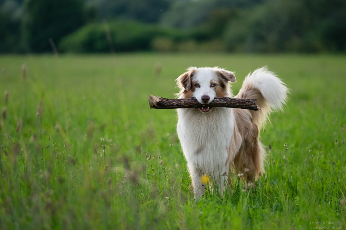 Hund-1-von-1,1108.739.90.1.1474121437.jp