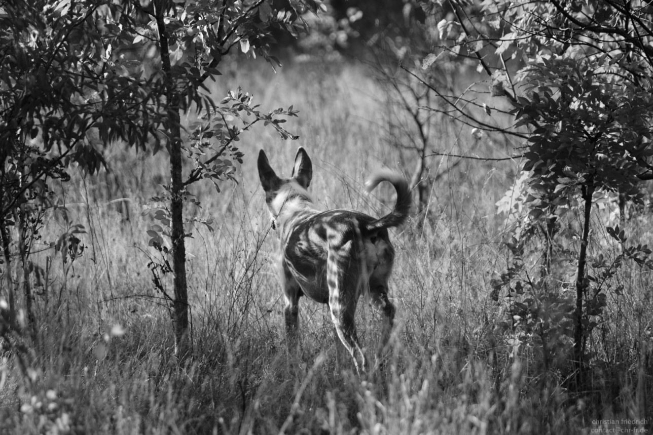 Diana-1-von-1,1289.859.90.1.1474798063.j